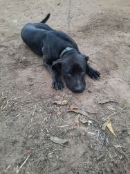 Free to good home Male Black b puppy 1yr aprox Fixed up to date shots!