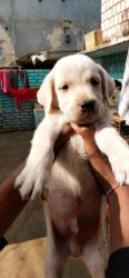 Lab male. Puppy available