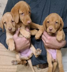 AKC American Yellow and Red Fox Labs