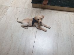 Dog called Sheru to be sold