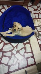 Want to sell my labrador who is 45 days old healthy puppy