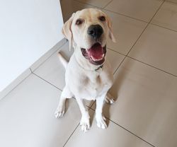 Labrador 8 months