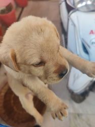 Labrador male female available