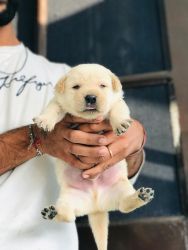 Very good quality Labrador retriever puppies available cal and WhatsA0