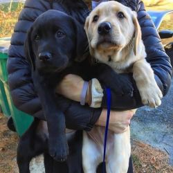 gorgeous Labrador Retriever puppies for christmas