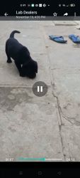 Labrador black color puppy for sale