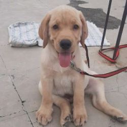 Labrador puppy 3 month old for sell in Tuljapur, Osmnabad, Solapur