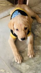 Labrador 3 months old deworming and first dose complete
