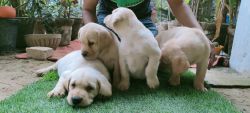Show Quality Labrador retriever puppies