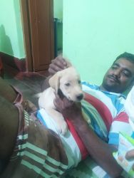 Labrador male puppy for sale in mandya