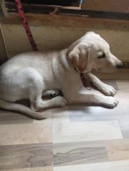 3 Months Lab for sale
