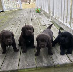 Labrador retrievers puppies for sale