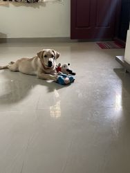 Labrador retriever/ Female puppy who is just 6 months old.