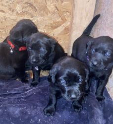 Black Female Labrador puppies for sale.