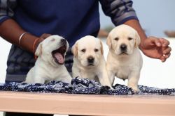 Top and storng Blood line puppies Available