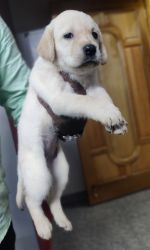 Good quality lab female puppies available