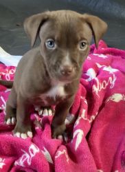 Chocolate brown pit/lab male puppy