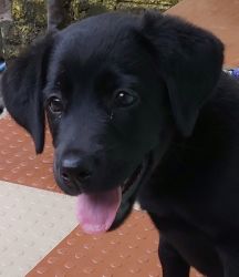 Labrador retriever 4 months puppy black