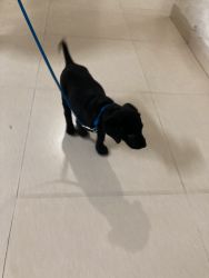 Black Labrador puppy to sell with cage and food / medicines