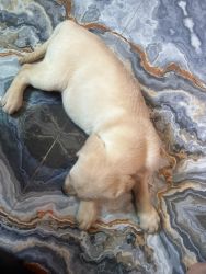 I want to sell my 39 days old labrador