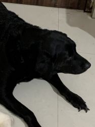 Labrador 5 year old
