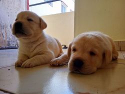 Labrador fawn and white puppies