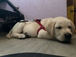 Labrador 3.5 months puppy for sale Contact number xxxxxxxxxx