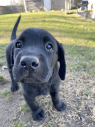 Labrador Retriever AKC Puppies