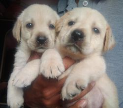 Good lineage labrador female puppies for sale