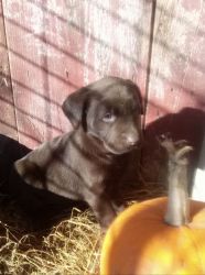 AKC Registered Puppies
