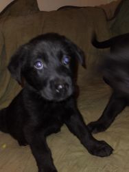 Pure bred black lab puppies