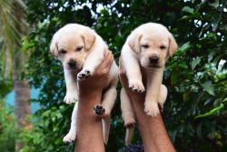 Labrador puppies sale's@ reasonable price