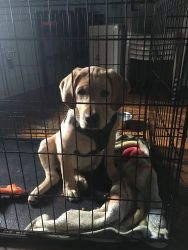 Yellow Lab 4 months old