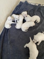 Labrador retriever puppies white
