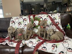 AKC registered silver labs for sale