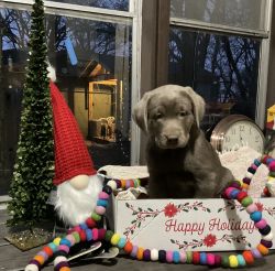 Male Labrador pup for sale