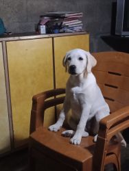 4 Month female Labrador