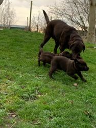 Super Adorable AKC Reg Labrador Retriever Puppies