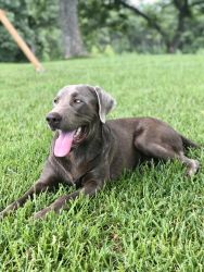 AKC Registered Silver Lab Pup