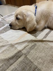 3 months old Labrador Retriever up for adoption