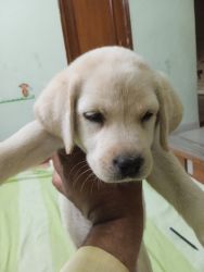 A lovely, playful and active puppy of labrador for sale in bhopal.