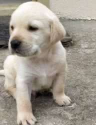 Male Labrador puppy for sale immediately
