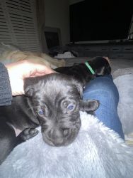 Black lab and pit bull mix puppies for sale