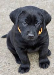 Pure Labrador Retriever puppy for sale