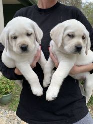 Adorable white and Gold Labrador Retriever puppies available