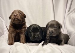 AKC Champion Bloodline Labrador Retriever Puppies
