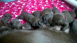 Labra seven puppies