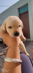 Labrador pupies available