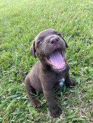 !!Black and Chocolate Labrador puppies XMAS