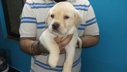 Labrador fawn puppies for sale